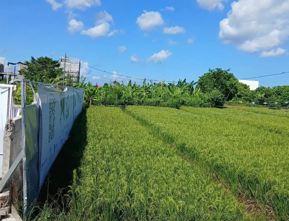 Rice Field View Leasehold Land in Padonan | ASDA Property